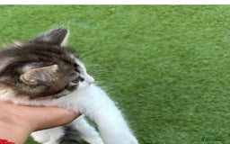 American Curl cats for sale: Kittens for sale  in Newport - Image 8
