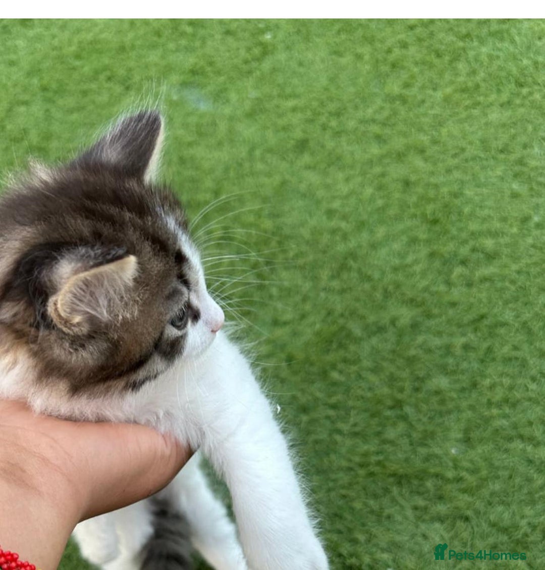 American Curl cats for sale: Kittens for sale  in Newport - Image 8