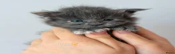 Maine Coon cats for sale: Tica Stunning Maine Coon Kittens XL Bloodlines - Advert 18
