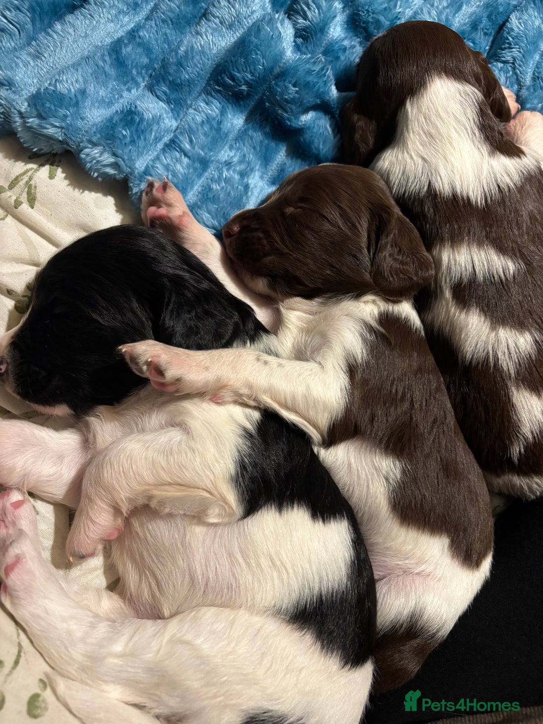 English Springer Spaniel dogs for sale: ✨ KC Registered English Springer Spaniel Puppies ✨ - Advert 6