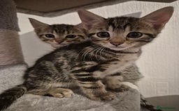 Mixed Breed cats for sale: 4 adorable kittens - Image 8