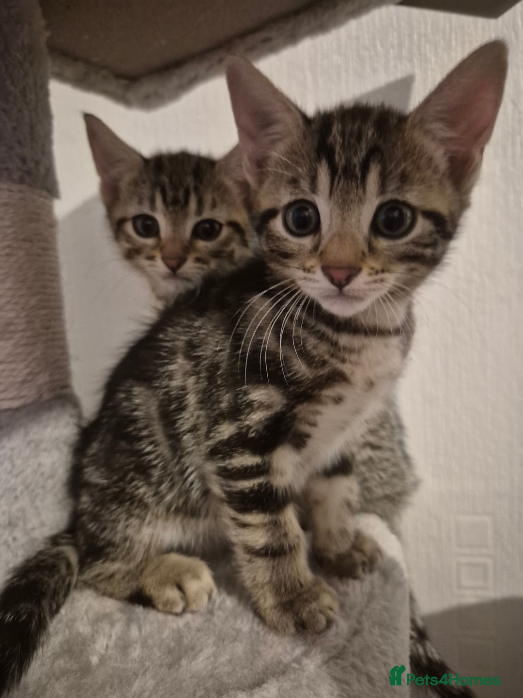 Mixed Breed cats for sale: 4 adorable kittens - Image 8