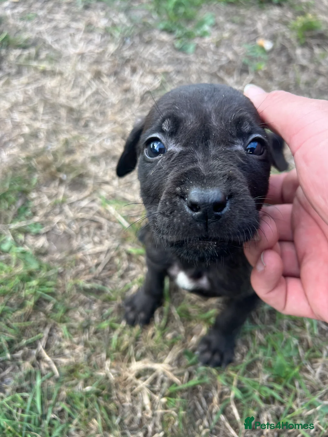 Mixed Breed dogs for sale: Puppy’s for sale in Market Rasen - Advert 2