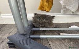 Mixed Breed cats for sale: Very friendly beautiful fluffy kittens  - Image 17