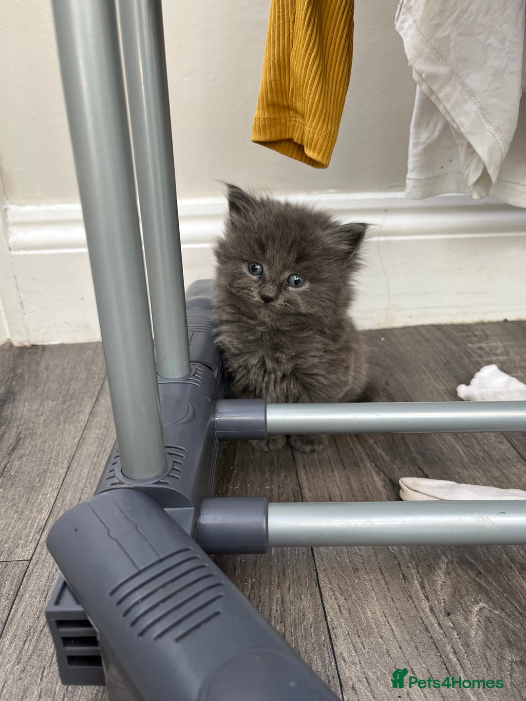 Mixed Breed cats for sale: Very friendly beautiful fluffy kittens  - Image 17