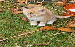 Mixed Breed cats for sale: Various Coloured Kittens - Advert 5