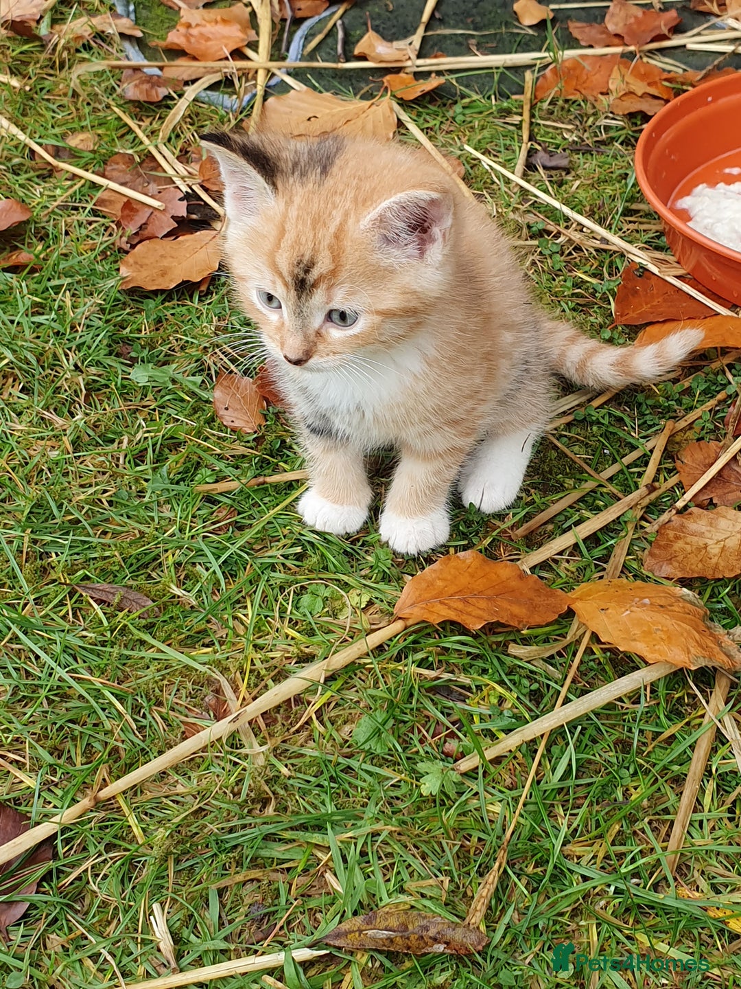 Mixed Breed cats for sale: Various Coloured Kittens - Advert 5
