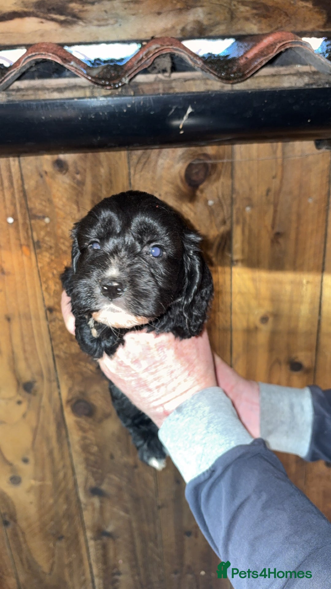 Cockapoo dogs for sale: Beautiful F1 Cockapoo puppies available  - Advert 4