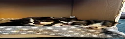 British Shorthair cats for sale: Beautiful British Shorthair Kittens in Westcliff-on-Sea - Advert 22