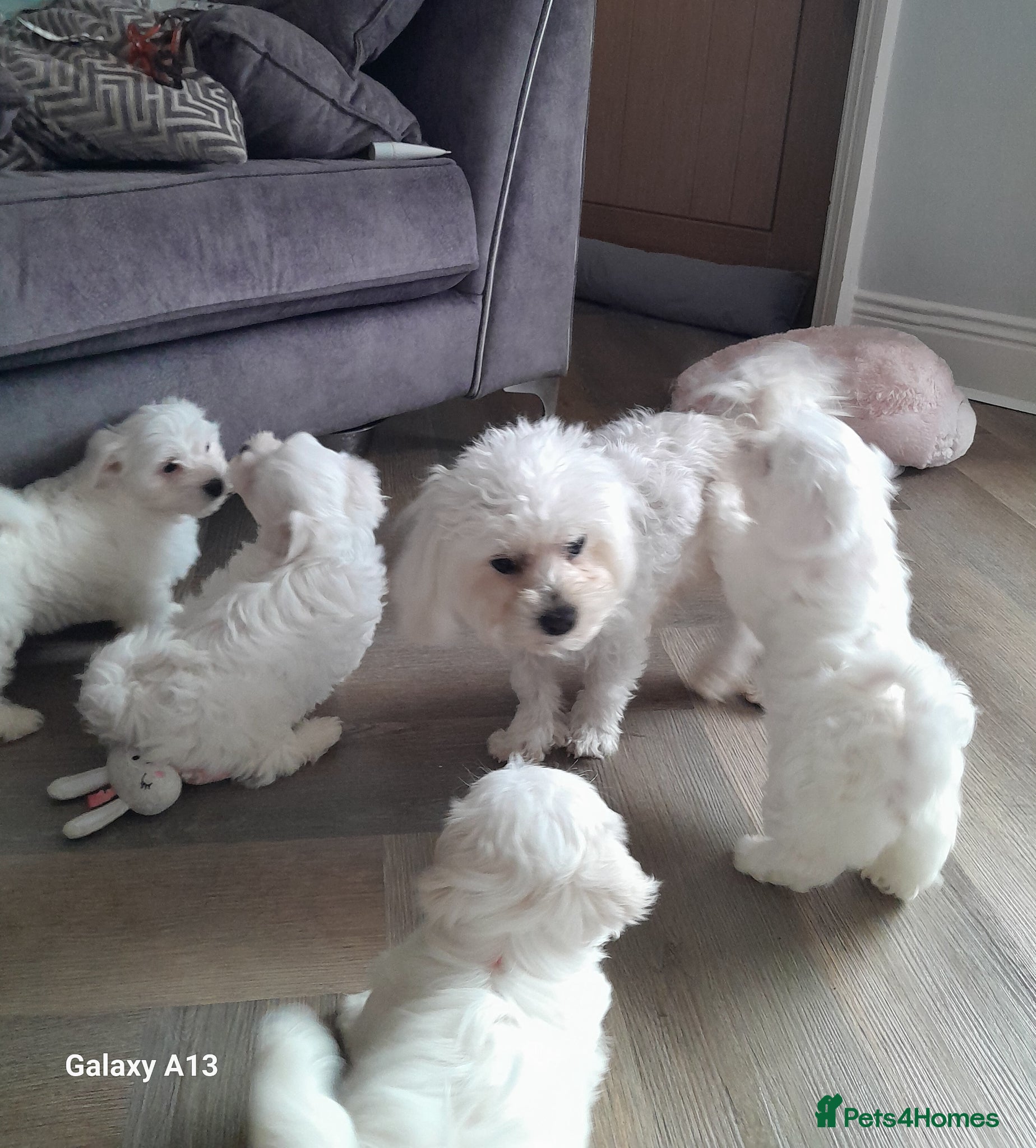 Maltese dogs 5 Outstanding pedigree Maltese puppies - Advert 15