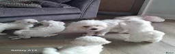 Maltese dogs for sale: 5 Outstanding pedigree Maltese puppies - Advert 1