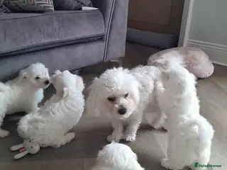 Maltese dogs 5 Outstanding pedigree Maltese puppies - Advert 2