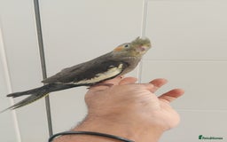 Cockatiels birds for sale: Handreard baby cockatiel  - Image 2