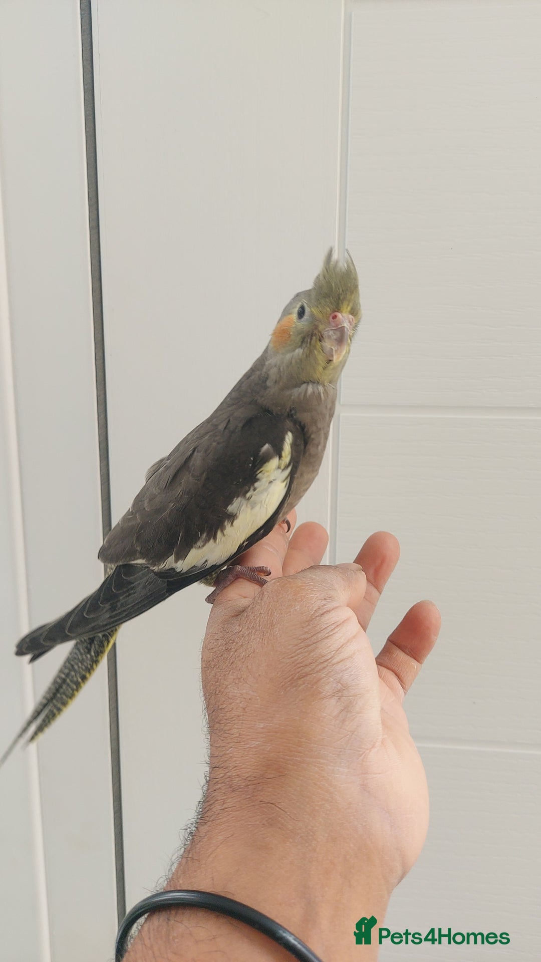 Cockatiels birds for sale: Handreard baby cockatiel  - Image 2
