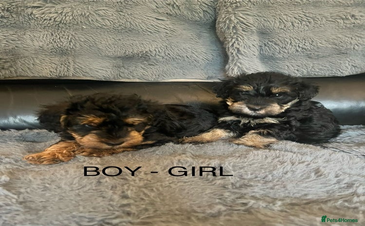 Schnoodle dogs - Advert 1