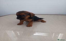 Mixed Breed dogs for sale: Patterdale x border terrier  - Image 7