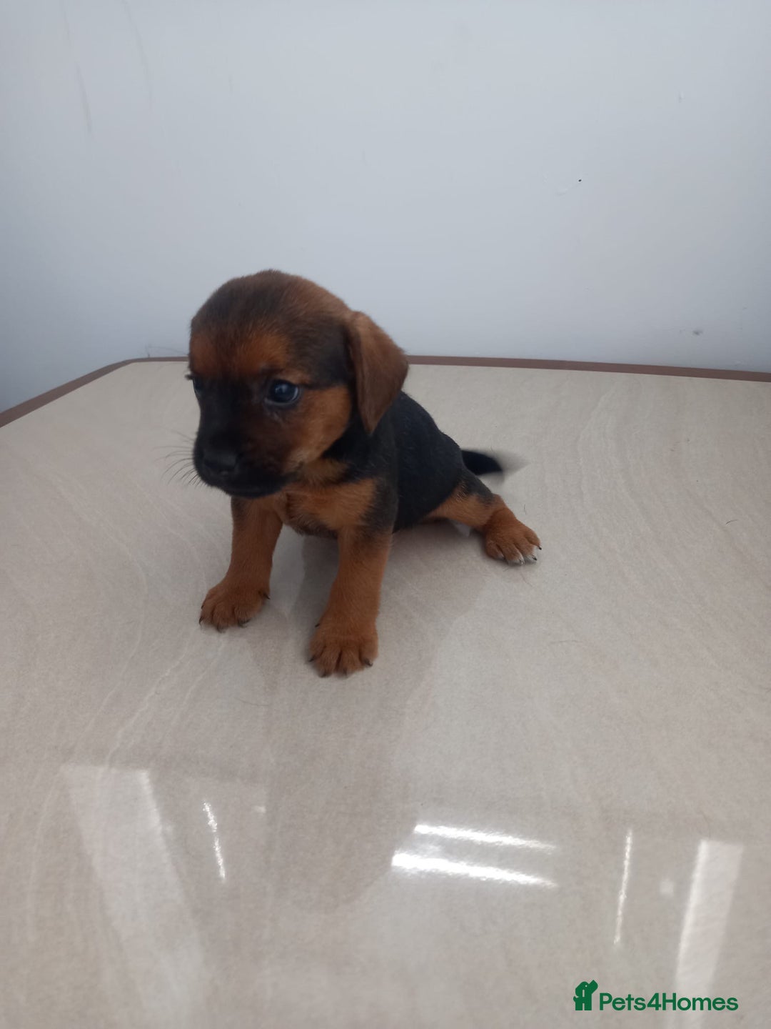 Mixed Breed dogs for sale: Patterdale x border terrier  - Image 7