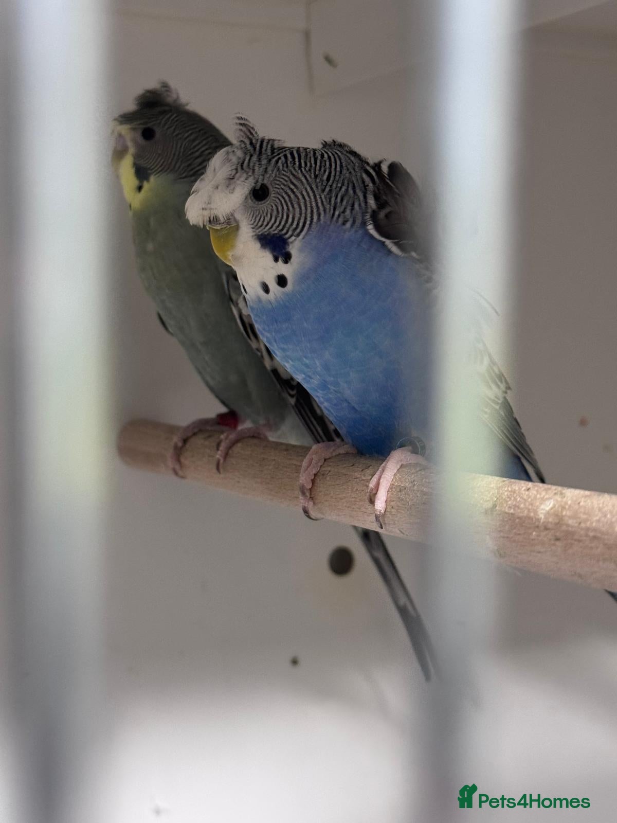 Budgerigars birds Hagoromo, Black Wing & Dun Fallow Budgies 4 Sale - Advert 1