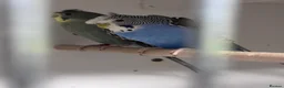 Budgerigars birds for sale: Hagoromo, Black Wing & Dun Fallow Budgies 4 Sale - Advert 1