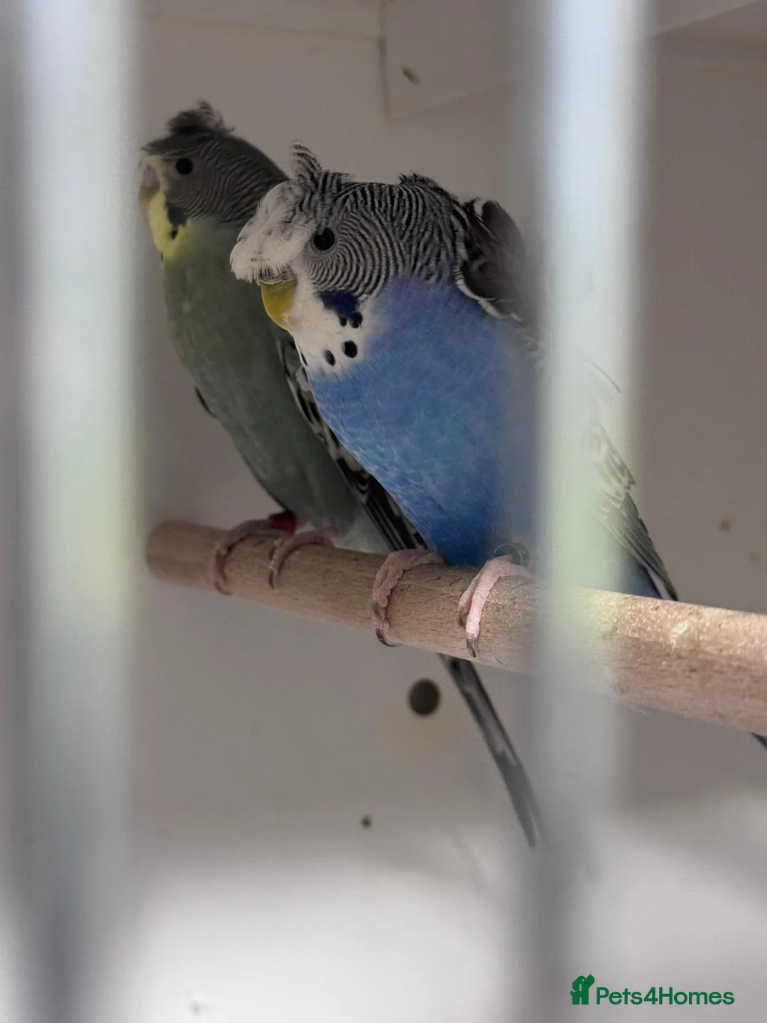 Budgerigars birds for sale: Hagoromo, Black Wing & Dun Fallow Budgies 4 Sale - Advert 1