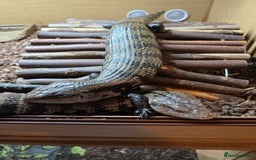 Skink reptiles for sale: Rehoming two Indonesian blue-tongued skink - Image 1