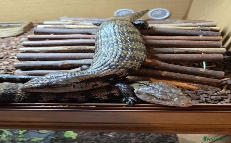 Skink reptiles - Advert 1