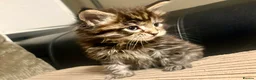 Maine Coon cats for sale: Pedigree Maine coons - Advert 6