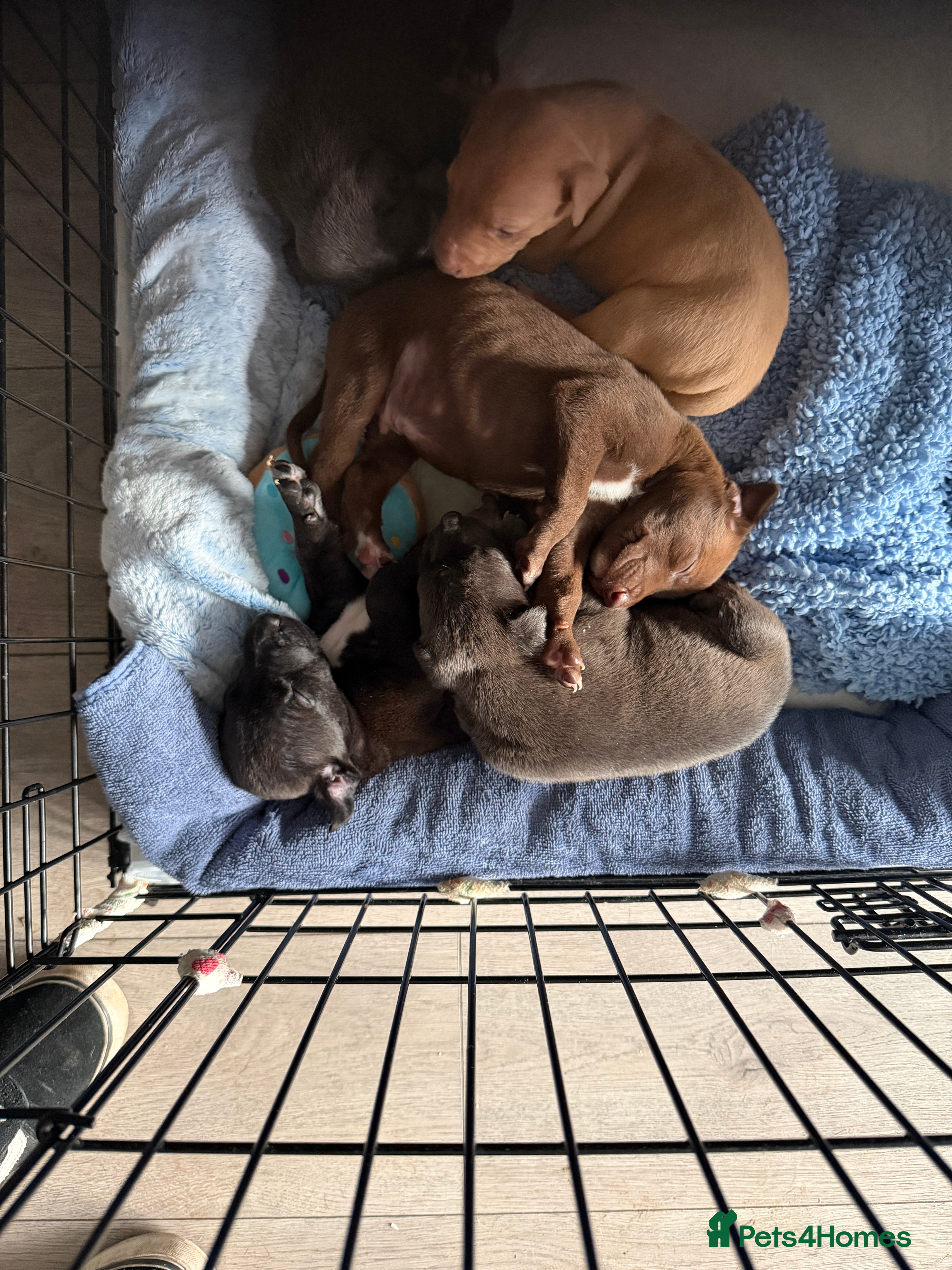 Mixed Breed dogs Bull Greyhounds (Lurchers) - Advert 18