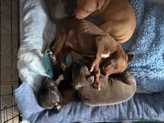 Mixed Breed dogs Bull Greyhounds (Lurchers) - Advert 18