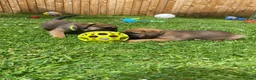 Border Terrier dogs for sale: ⭐️KC BORDER TERRIER PUPPIES, SLEM CLEAR - Advert 29