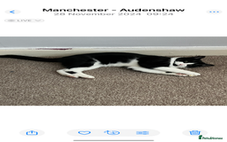 Mixed Breed cats for sale: Loveable boy needs home - Image 7