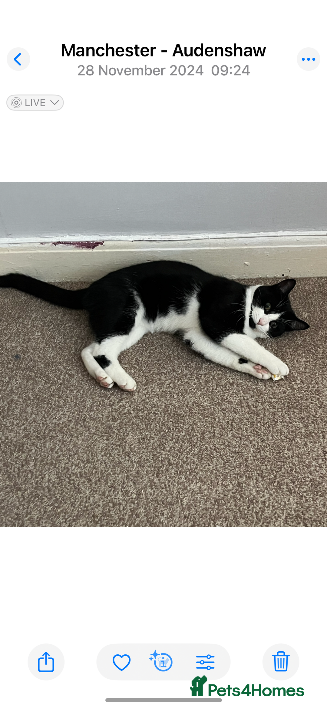 Mixed Breed cats for sale: Loveable boy needs home - Image 7