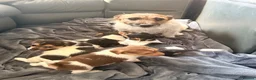 Jack Russell dogs for sale: Super Jack Russell puppies - Advert 10