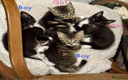 Maine Coon cats for sale: Beautiful Maine Coon Mix  - Image 1