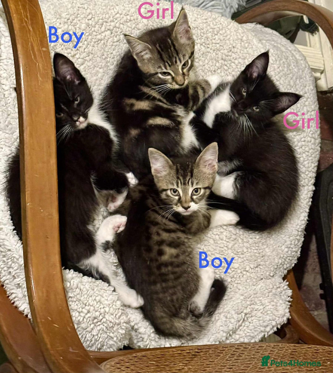 Maine Coon cats for sale: Beautiful Maine Coon Mix  - Image 1