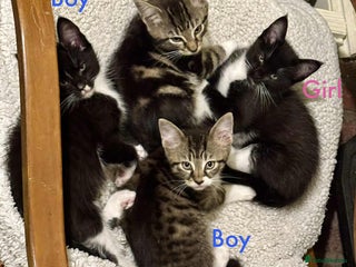 Maine Coon cats - Advert 9