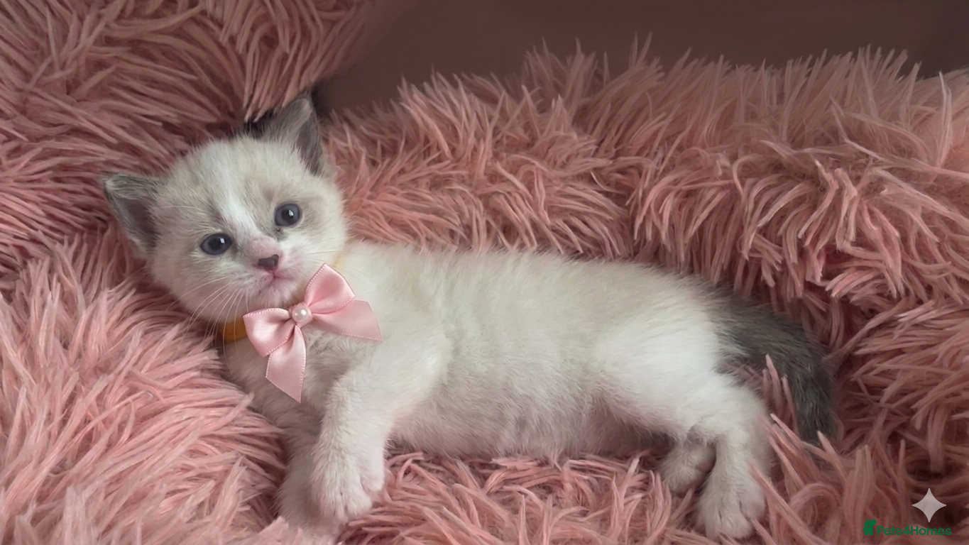 Ragdoll cats Gorgeous Ragdoll Kittens – 2 Boys, 2 Girls - Advert 8