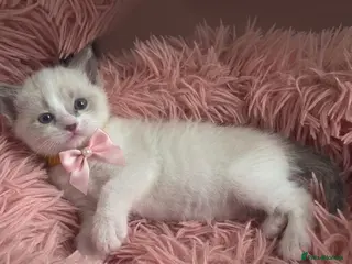 Ragdoll cats Gorgeous Ragdoll Kittens – 2 Boys, 2 Girls - Advert 1