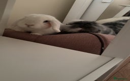 Mini Lion Lop rabbits for sale: Beautiful Bunny’s Sushi 5yrs & Marshmallow 3yrs - Advert 4