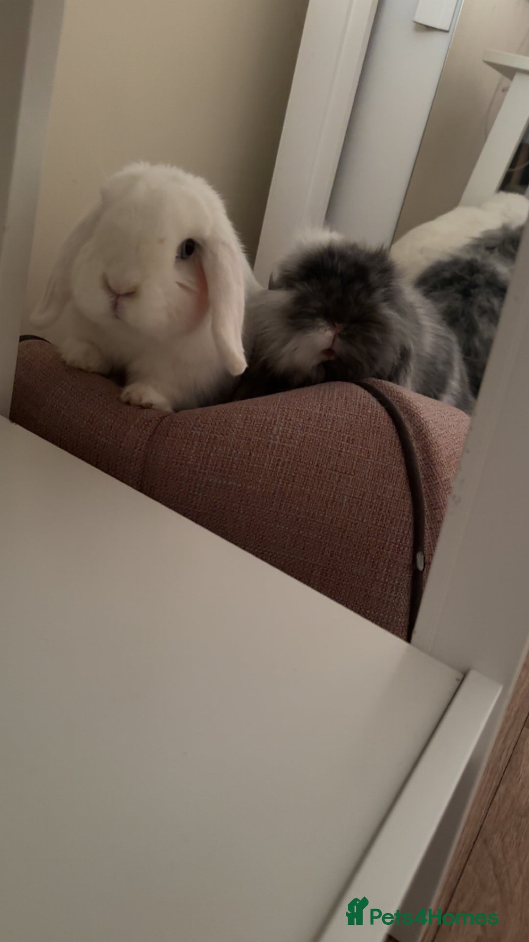 Mini Lion Lop rabbits for sale: Beautiful Bunny’s Sushi 5yrs & Marshmallow 3yrs - Advert 4
