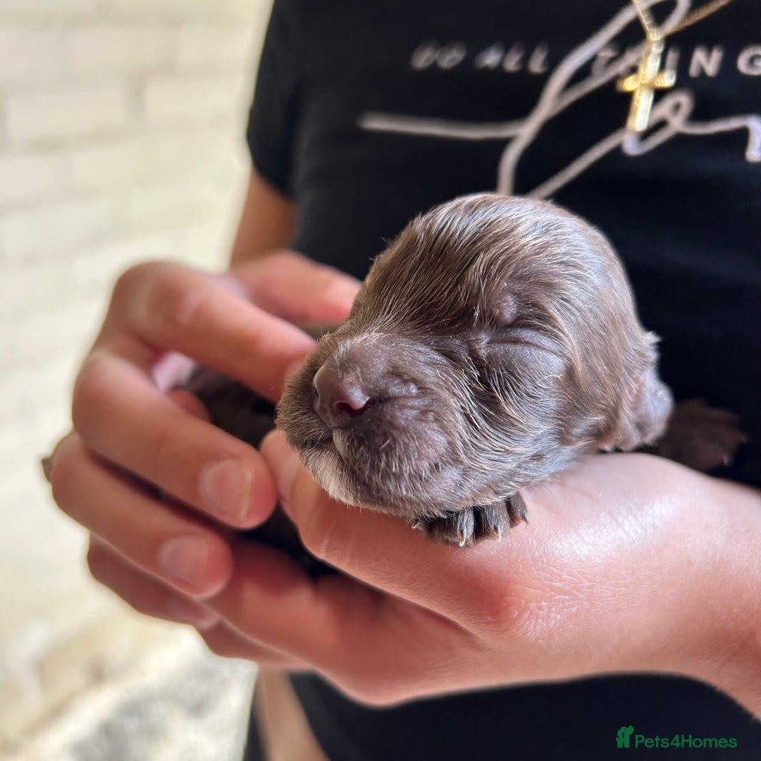 Cockapoo dogs for sale: 🌟 Stunning Cockapoo puppies 🌟  - Image 4