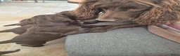 Sprocker dogs for sale: Working Sprocker Chocolate Puppies for sale - Advert 19