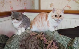 Exotic cats for sale: Two exotic shorthair boys  - Image 1