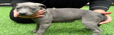 Whippet Puppy 7