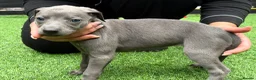 Whippet dogs for sale: Whipets Puppies - Advert 10