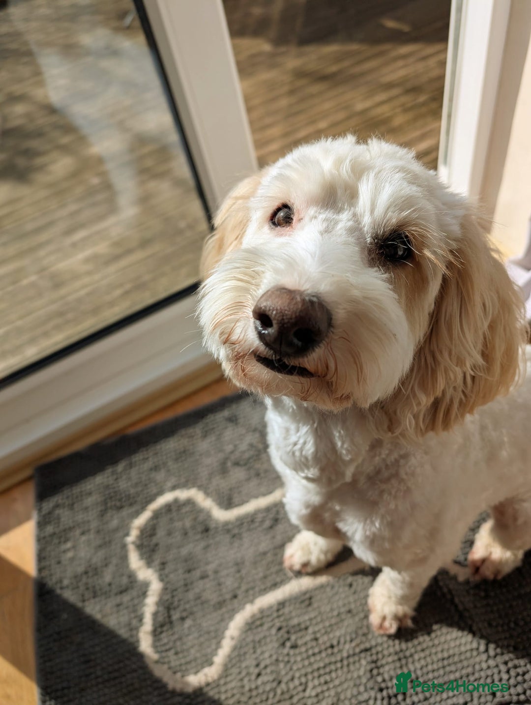 Cavapoo dogs for sale: Loveable two year-old Cavapoo Dolly - Advert 2