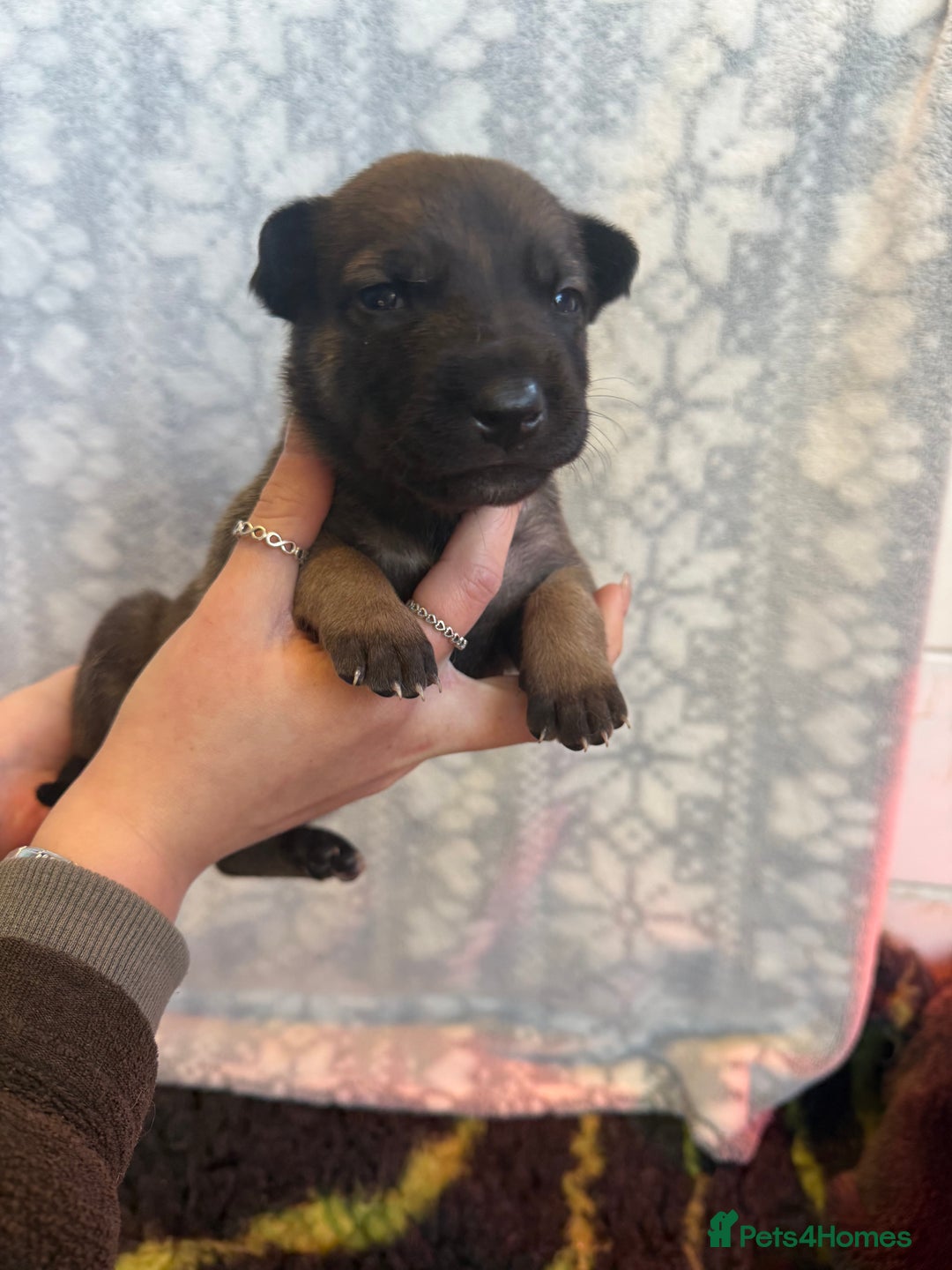 Belgian Shepherd Dog dogs for sale: KC Registered & Health Tested Belgian Malinois - Advert 7