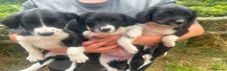 Sprollie dogs for sale: Sprollies in Bala - Advert 2