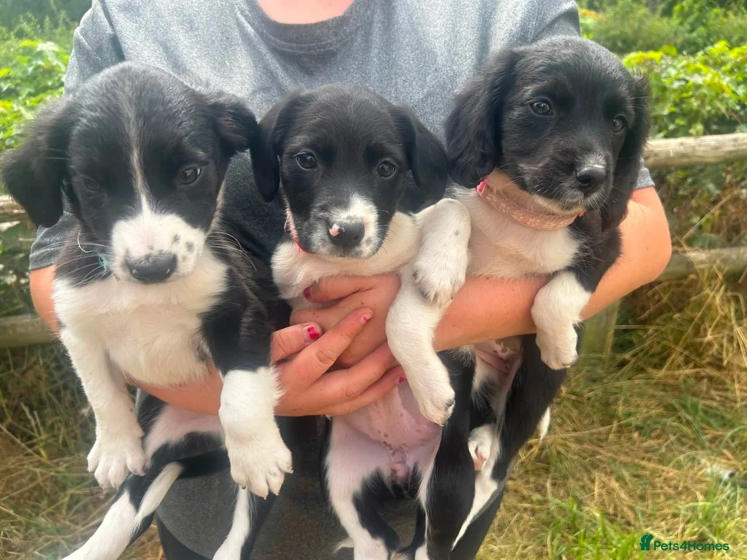 Sprollie dogs for sale: Sprollies in Bala - Advert 2