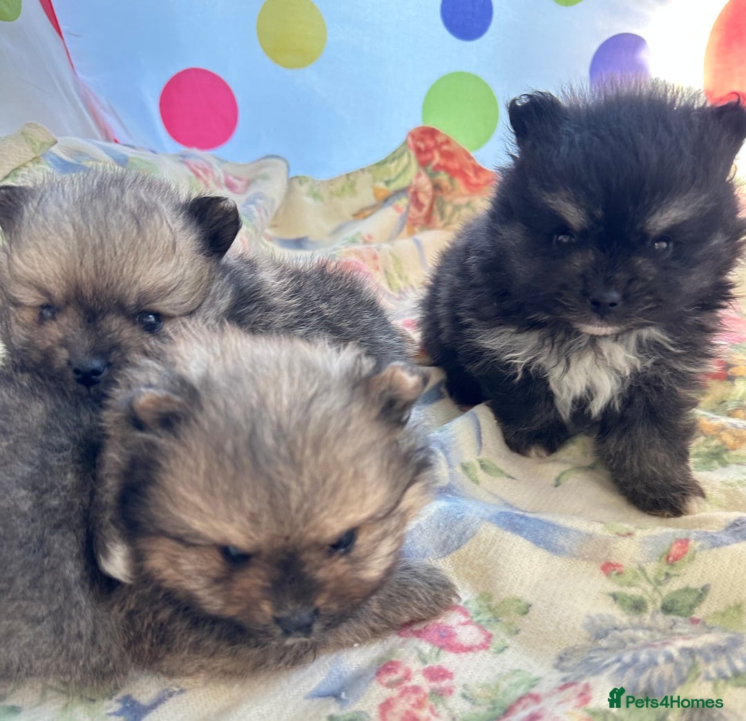 Pomeranian dogs for sale: Lovely Pomeranian puppies  - Advert 12